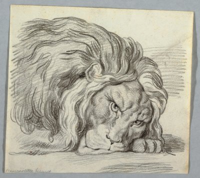 Drawing, Study of a Lion by Unknown